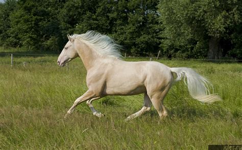 cremello horse flickr photo sharing