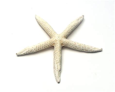 starfish  stock photo  starfish isolated   white background