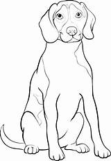 Beagle Coloring Pages Dog Perro Printable Getcolorings Getdrawings 91kb 1300px sketch template