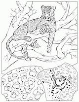 Cheetah Coloring Chester Sasa Cool Star sketch template