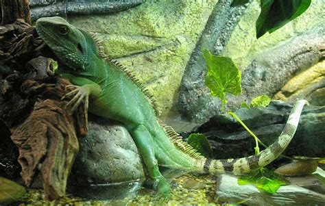 want to buy a chinese water dragon