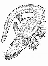 Caiman Coloring Designlooter Caimans Pages sketch template