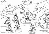 Ugly Duckling Coloring Pages Colouring Story Clipart Popular Clip Library sketch template