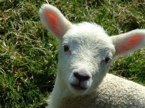 word  innocent lamb