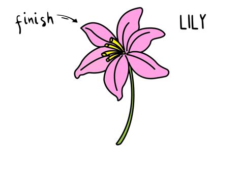 draw  beautiful pink lily flower easy   kids