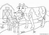 Colouring Cows Cow Scene Calf Pages Print Kids sketch template