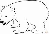 Polar Bear Coloring Printable Pages Bears Template Clipart Kids Outline Print Color Arctic Animals Colouring Christmas Animal Supercoloring Webstockreview Pattern sketch template