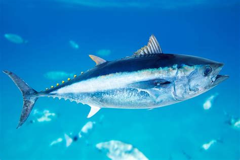 eating bluefin tuna saloncom