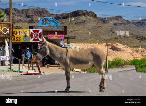 stubborn donkey   street   city  oatman arizona stock photo alamy