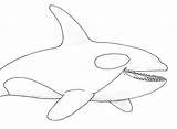Orca Whale Killer Jumping Wonderful Futurama Coloringhome Davemelillo sketch template