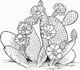 Saguaro Cactus sketch template