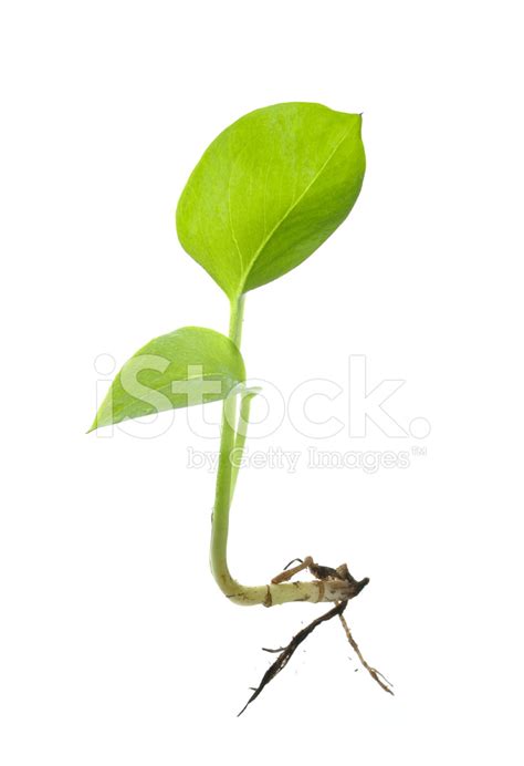 green seedling  visible root isolated stock photo royalty  freeimages