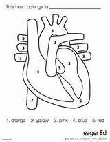 Anatomical Preschool Printables Organs Medical Internal sketch template