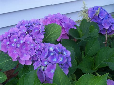garden gate  lovely purple hydrangeas