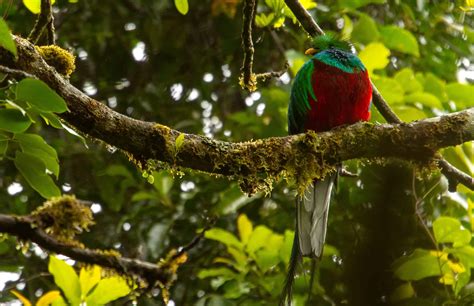 chasing costa ricas rare  elusive quetzal