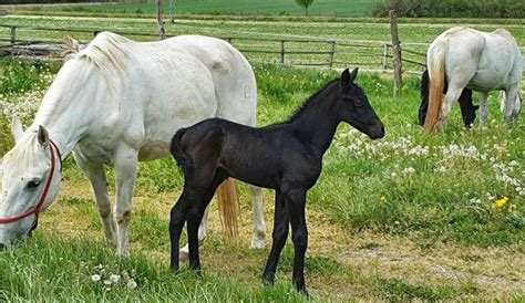 lipizzaner foals croatia week