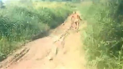 has half naked member of mysterious lost pygmy tribe of indonesia been caught on camera