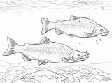 Salmon Coloring Pages Kokanee Realistic Printable Pacific Drawing Sheets Drawings Color Printables sketch template