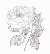 Peony Drawing Japanese Flower Sketch Line Sketches Outline Peonies Drawings Google Drawn Painting Tattoo Getdrawings Designs Choose Board sketch template
