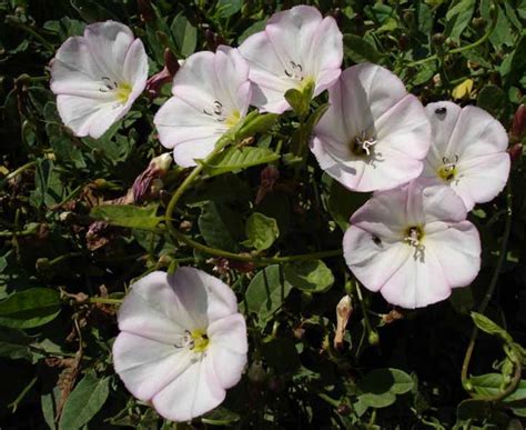 Quiz On Perennial Garden Weeds Recognition And Identification