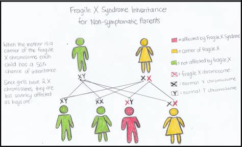 File Fragile X Inheritance  Embryology