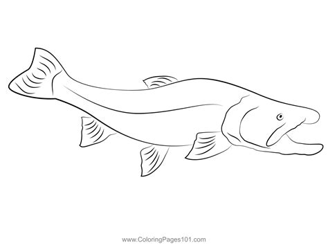 bull trout fishing coloring page  kids  trouts printable