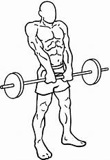Barbell Clipart Shrugs Drawing Clip Cliparts Library Trapezius Exercise Webstockreview sketch template