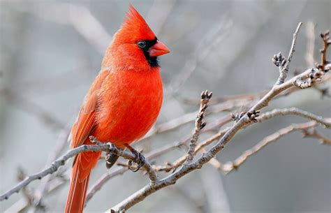 cardinal bird meaning  cardinal   resident bird      twelve years