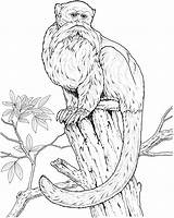 Monkey Coloring Pages Monkeys Primate Animals Species Tree Wise sketch template