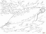 Coloring Pages Manatee Indian West Manatees Comments Skip Coloringhome Main sketch template