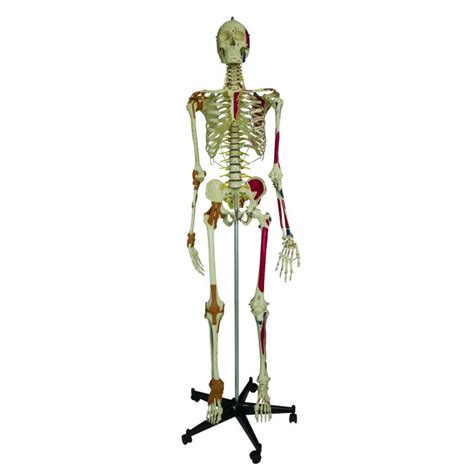 model skeleton human full size super sports supports mobility healthcare products