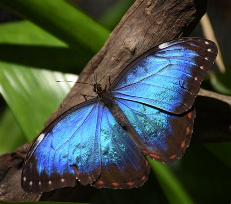 blue morpho butterfly picslearning