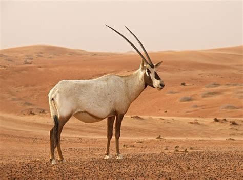 oryx leucoryx animal library wikia fandom