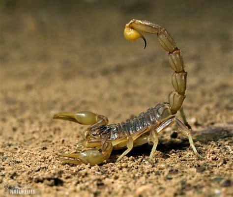 scorpion  scorpion images nature wildlife pictures naturephoto
