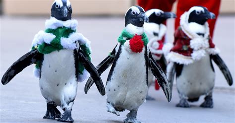 christmas penguins  parade