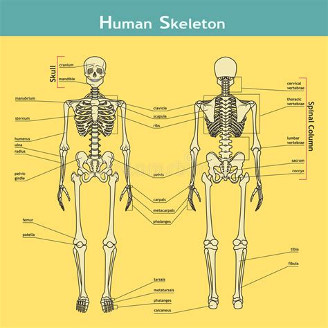 human body backside parts