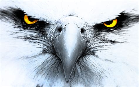 animal eagle wallpaper