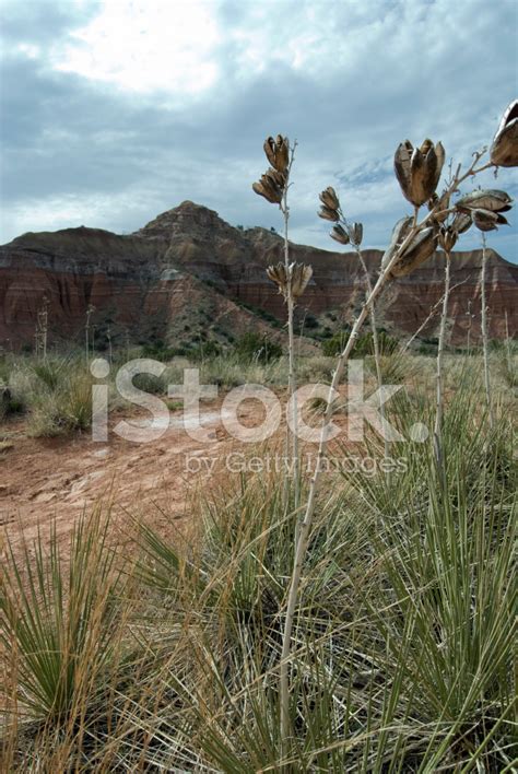 desert scene stock photo royalty  freeimages