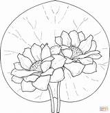Coloring Lily Water Lilies Pages Printable Two Flower Pad Flowers Drawing Color Sheets Print Drawings Super Colouring Adults Do Glas sketch template