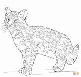 Coloring Oncilla Cat Pages Tiger Printable Drawings Bengal Color Supercoloring Categories sketch template