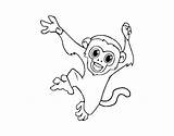 Monkey Capuchin Coloring Baby Coloringcrew Designlooter Drawings 470px 25kb sketch template