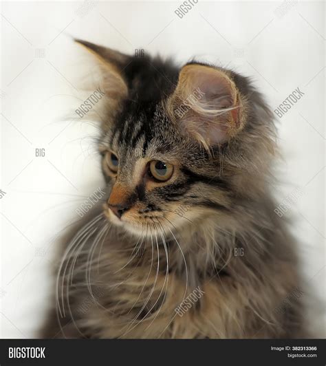 cute fluffy brown image photo  trial bigstock