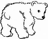 Urso Desenhos Colorir sketch template