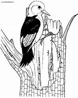 Woodpecker Printablecolouringpages sketch template