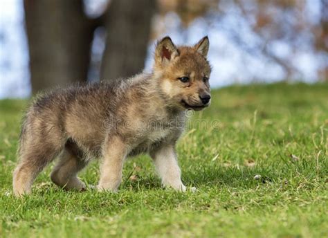 wolf pup stock photo image