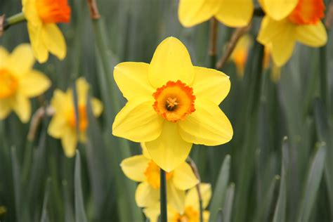 fileyellow daffodil jpg
