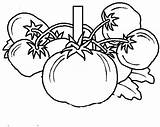 Tomat Mewarnai Pohon Buah Fruit Sketsa Sifat Menjual Unggul Toti Aura Hibrida Vegetables Rebanas Buahan sketch template