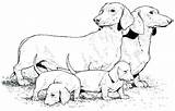 Dachshund Coloring Pages Dog Color Bestcoloringpagesforkids sketch template