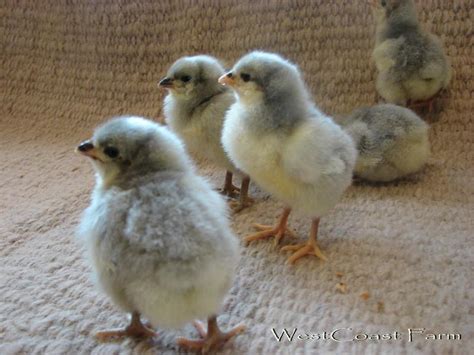 lavender orpington chicks  nanaimo nanaimo