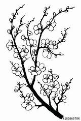 Pencil Branch Blossoms Clipartmag sketch template